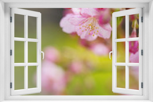 Fototapeta Naklejka Na Ścianę Okno 3D - ピンク色の河津桜の花