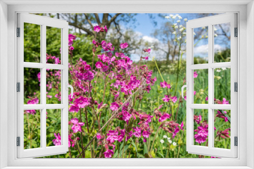 Fototapeta Naklejka Na Ścianę Okno 3D - Spring flowers in bloom