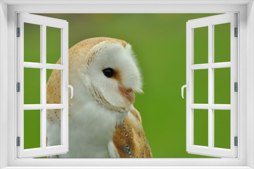 Fototapeta Naklejka Na Ścianę Okno 3D - Face to face with Barn owl Tyto alba