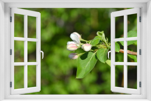 Fototapeta Naklejka Na Ścianę Okno 3D - spring blooming tree. tree, green, leafing, flowers, blossom, spring, sun, warmth, spring weather, birds, sparrow