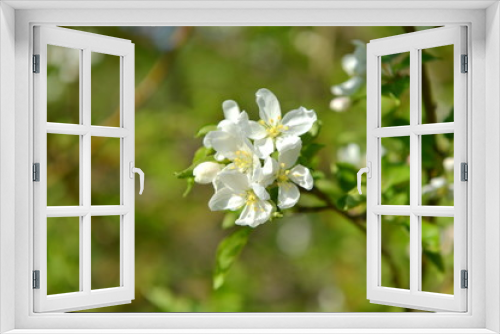 Fototapeta Naklejka Na Ścianę Okno 3D - spring blooming tree. tree, green, leafing, flowers, blossom, spring, sun, warmth, spring weather, birds, sparrow