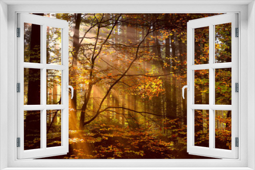 Fototapeta Naklejka Na Ścianę Okno 3D - autumn forest in the sun. rays of the sun in the morning forest.