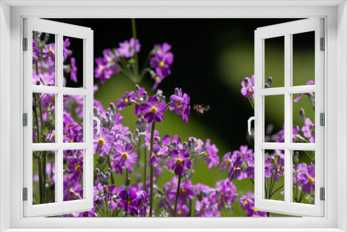 Fototapeta Naklejka Na Ścianę Okno 3D - purple flowers in the field