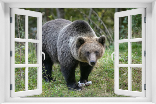 Fototapeta Naklejka Na Ścianę Okno 3D - brown bear eating garbage in forest human food plastic waste