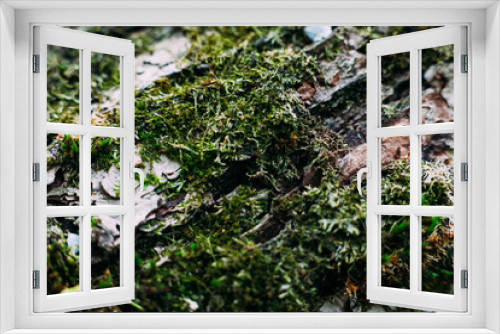 Fototapeta Naklejka Na Ścianę Okno 3D - texture pattern of green moss shot close on an old tree trunk