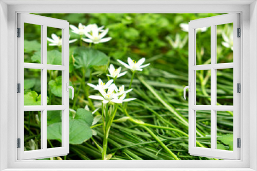 Fototapeta Naklejka Na Ścianę Okno 3D - Beautiful white flowers in the garden