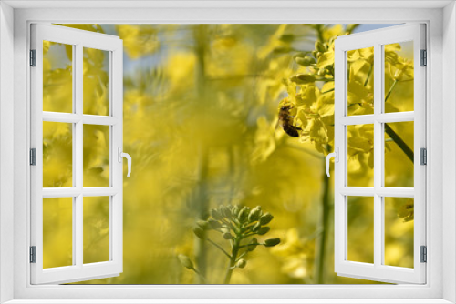 Fototapeta Naklejka Na Ścianę Okno 3D - Bees collect pollen from flowers