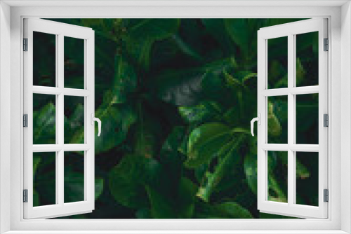 Fototapeta Naklejka Na Ścianę Okno 3D - Tropikalne rośliny, zbliżenie ładne naturalne ciemne tło.