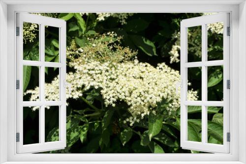 Fototapeta Naklejka Na Ścianę Okno 3D - Elderberry blooms in nature
