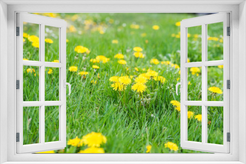 Fototapeta Naklejka Na Ścianę Okno 3D - yellow dandelions in a meadow on a background of green grass.