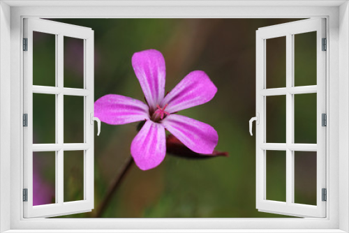Fototapeta Naklejka Na Ścianę Okno 3D - Macro image ofa single tiny pink wild flower of Geranium robertianum. Also known as herb-Robert, Storksbill, or Roberts geranium, in a natural outdoor setting.