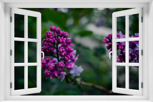 Fototapeta Naklejka Na Ścianę Okno 3D - Purple and beautiful flowering lilac bush.