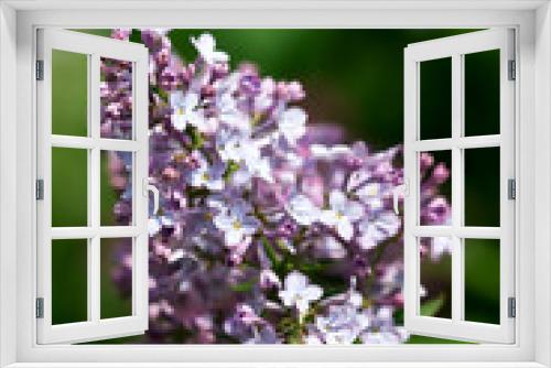 Fototapeta Naklejka Na Ścianę Okno 3D - Flowers with five or three petals on a lilac branch, a sign of good luck.