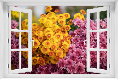 Fototapeta Naklejka Na Ścianę Okno 3D - colorful chrysanthemums blooming in garden