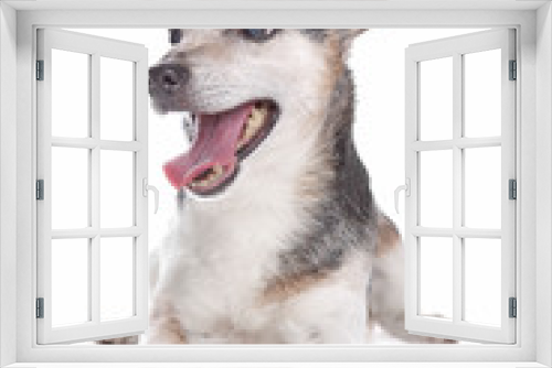 Fototapeta Naklejka Na Ścianę Okno 3D - old and blind jack russel terrier