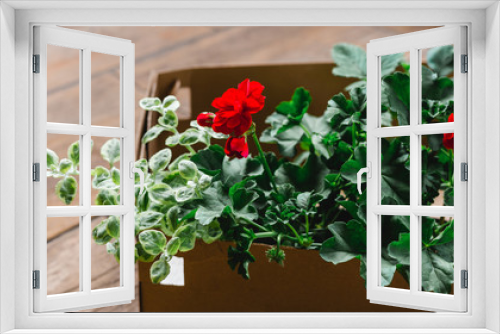 Fototapeta Naklejka Na Ścianę Okno 3D - Strawberry, Pelargonium and other plant in pots on wooden background, Urban gardening on the balcony in the apartment, Home garden concept