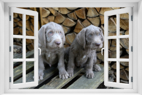Fototapeta Naklejka Na Ścianę Okno 3D - Two grey-haired puppies near a pile a of firewood. The puppies are of the breed: Slovak Rough-haired Pointer or Slovak Wirehaired Pointing Griffon (Slovak: 