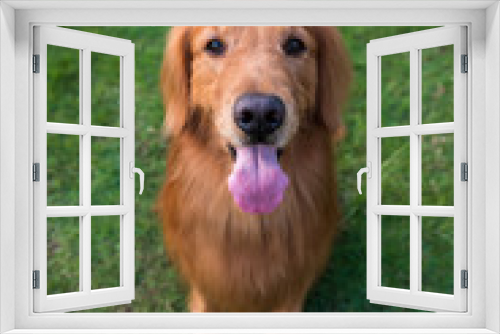 Fototapeta Naklejka Na Ścianę Okno 3D - Golden retriever dog smiling happy in the grass outdoors