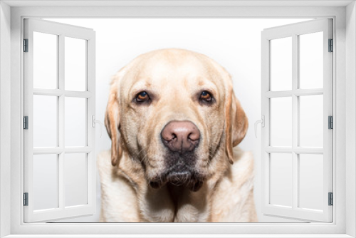 Fototapeta Naklejka Na Ścianę Okno 3D - Retrato de un perro Labrador 