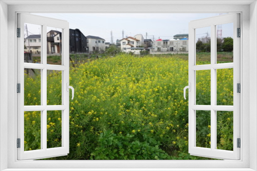 Fototapeta Naklejka Na Ścianę Okno 3D - 5月の菜の花畑