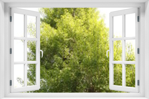 Fototapeta Naklejka Na Ścianę Okno 3D - グリーンの庭