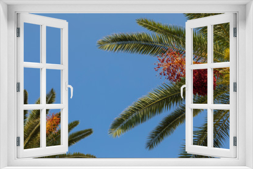 Fototapeta Naklejka Na Ścianę Okno 3D - Two palm trees with green leafs and red colored dates growing in clusters high in the blue sky on a sunny day in Korcula, Dalmatia, Kroatia. Mediterranean flora.