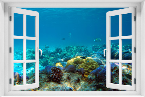 Fototapeta Naklejka Na Ścianę Okno 3D - coral reef and fish underwater, scuba diving