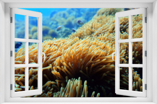 Fototapeta Naklejka Na Ścianę Okno 3D - anemone underwater, coral reef close up, scuba diving