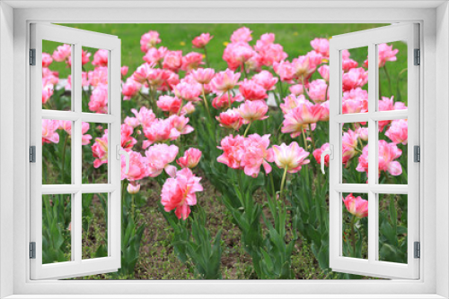 Fototapeta Naklejka Na Ścianę Okno 3D - Colorful ornamental tulips.