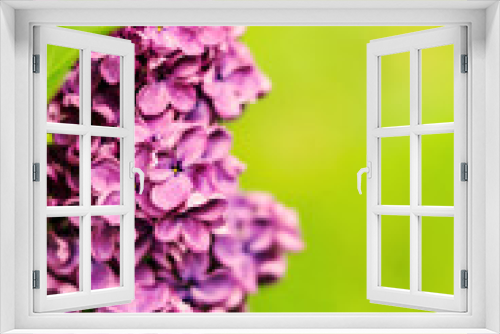 Fototapeta Naklejka Na Ścianę Okno 3D - Flower spring background. Blooming beautiful bright lilac flowers lit by sunny light.Amazing natural view of bright lilac flowers in garden at sunny spring day with green leaves as a background.