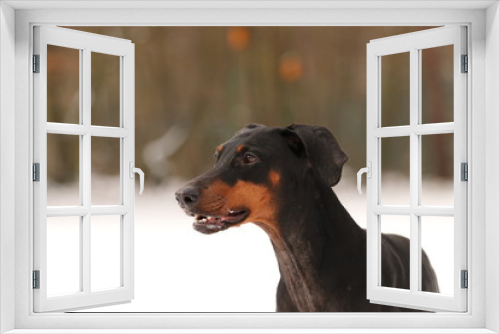 Fototapeta Naklejka Na Ścianę Okno 3D - Dobermann im Schnee