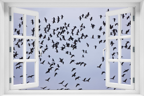Fototapeta Naklejka Na Ścianę Okno 3D - Morito (Plegadis falcinellus)