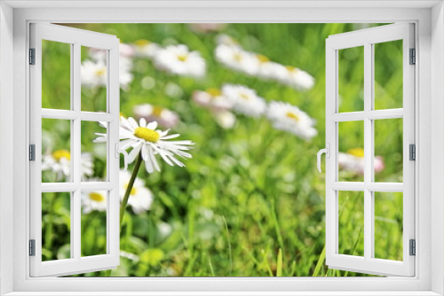 Fototapeta Naklejka Na Ścianę Okno 3D - Ogród działkowy latem, kwiaty na tle roślin