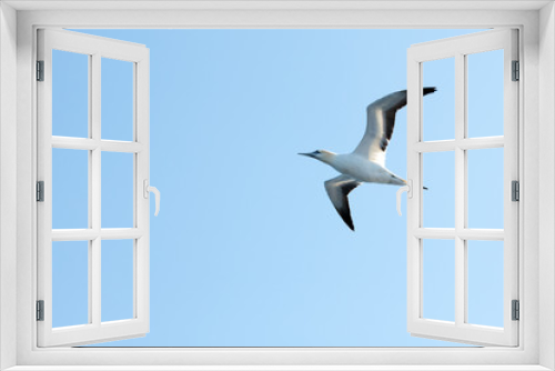 Fototapeta Naklejka Na Ścianę Okno 3D - Flying gannet on blue sky. Wild animal photography