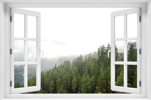 Fototapeta Naklejka Na Ścianę Okno 3D - Bosque de pinos