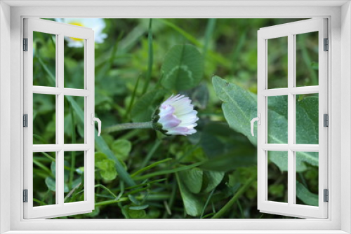 Fototapeta Naklejka Na Ścianę Okno 3D - butterfly on a flower