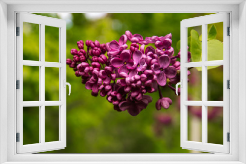Fototapeta Naklejka Na Ścianę Okno 3D - Beautiful violet lilac acid.