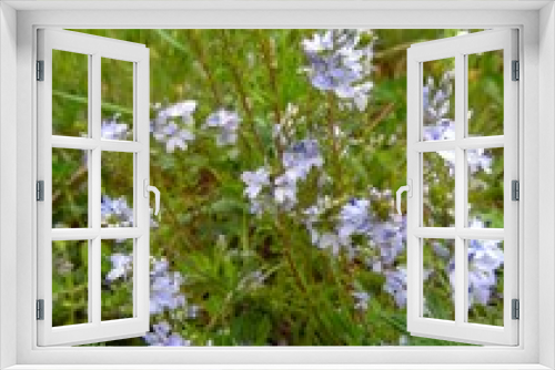Fototapeta Naklejka Na Ścianę Okno 3D - spring meadow flowers on a green lawn