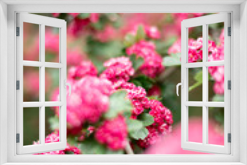 Fototapeta Naklejka Na Ścianę Okno 3D - Pink Hawthorn flowers. Blooming haw branches. Spring macro photo.