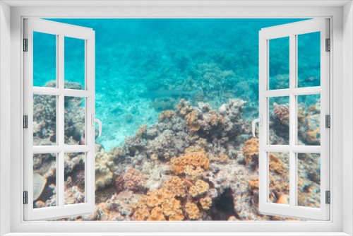 Fototapeta Naklejka Na Ścianę Okno 3D - Coral underwater Great Barrier Reef. Colorful coral ecosystems in beautiful ocean. Clear blue turquoise sea. Coral reef, underwater scene and fish. Coral bleaching, endangered, marine life. Australia