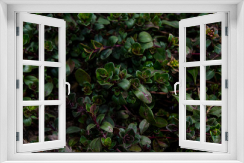 Fototapeta Naklejka Na Ścianę Okno 3D - Young sprouts of thyme photo