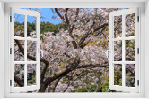 Fototapeta Naklejka Na Ścianę Okno 3D - 桜の花　春のイメージ