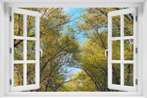 Fototapeta Naklejka Na Ścianę Okno 3D - Astonishing rural landscape of empty asphalt road with trees in spring sunny day. Scenic natural tunnel of green tree along the road. Blue sky with white clouds in the background. Ukraine