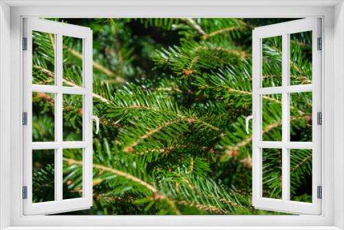 Fototapeta Naklejka Na Ścianę Okno 3D - Background of Christmas tree branches, pine tree, branches of spruce