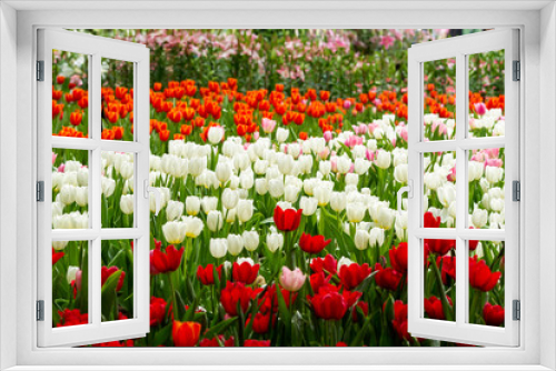 Fototapeta Naklejka Na Ścianę Okno 3D - Close up of colorful tulip flowers blossom on springtime in flower garden
