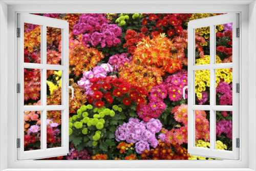 Fototapeta Naklejka Na Ścianę Okno 3D - colorful chrysanthemum