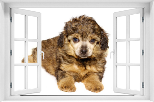 Fototapeta Naklejka Na Ścianę Okno 3D - chihuahua puppy