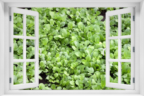 Fototapeta Naklejka Na Ścianę Okno 3D - The Cultivation Of Different Vegetable Seedlings, Natural Background