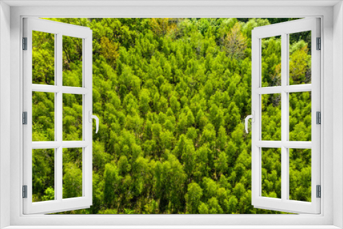 Fototapeta Naklejka Na Ścianę Okno 3D - Top view of the dirt road and dense green forests. Beautiful bright landscape photography with drone on a summer day