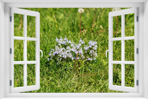 Fototapeta Naklejka Na Ścianę Okno 3D - a beautiful forest blue flower grows among the grass